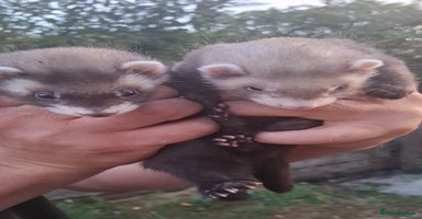 Ferret rodents - Advert 4