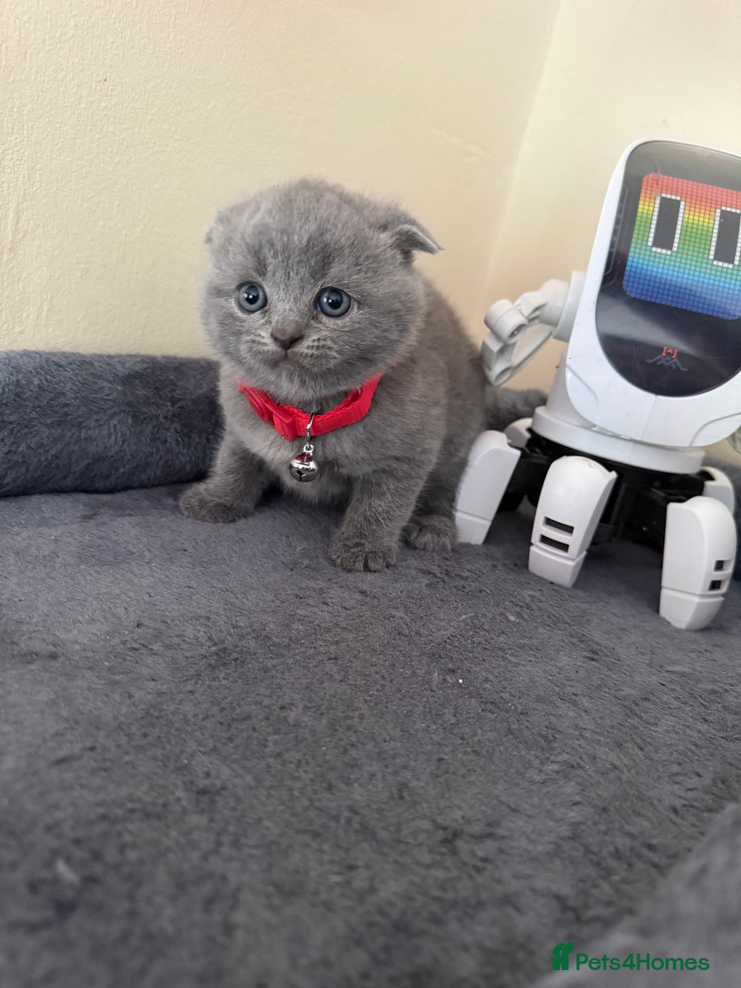 Scottish Fold cats for sale: Scottish fold - Image 4