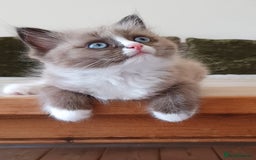 Ragdoll cats for sale: Stunning Seal Mink Mitted Female  - Image 2