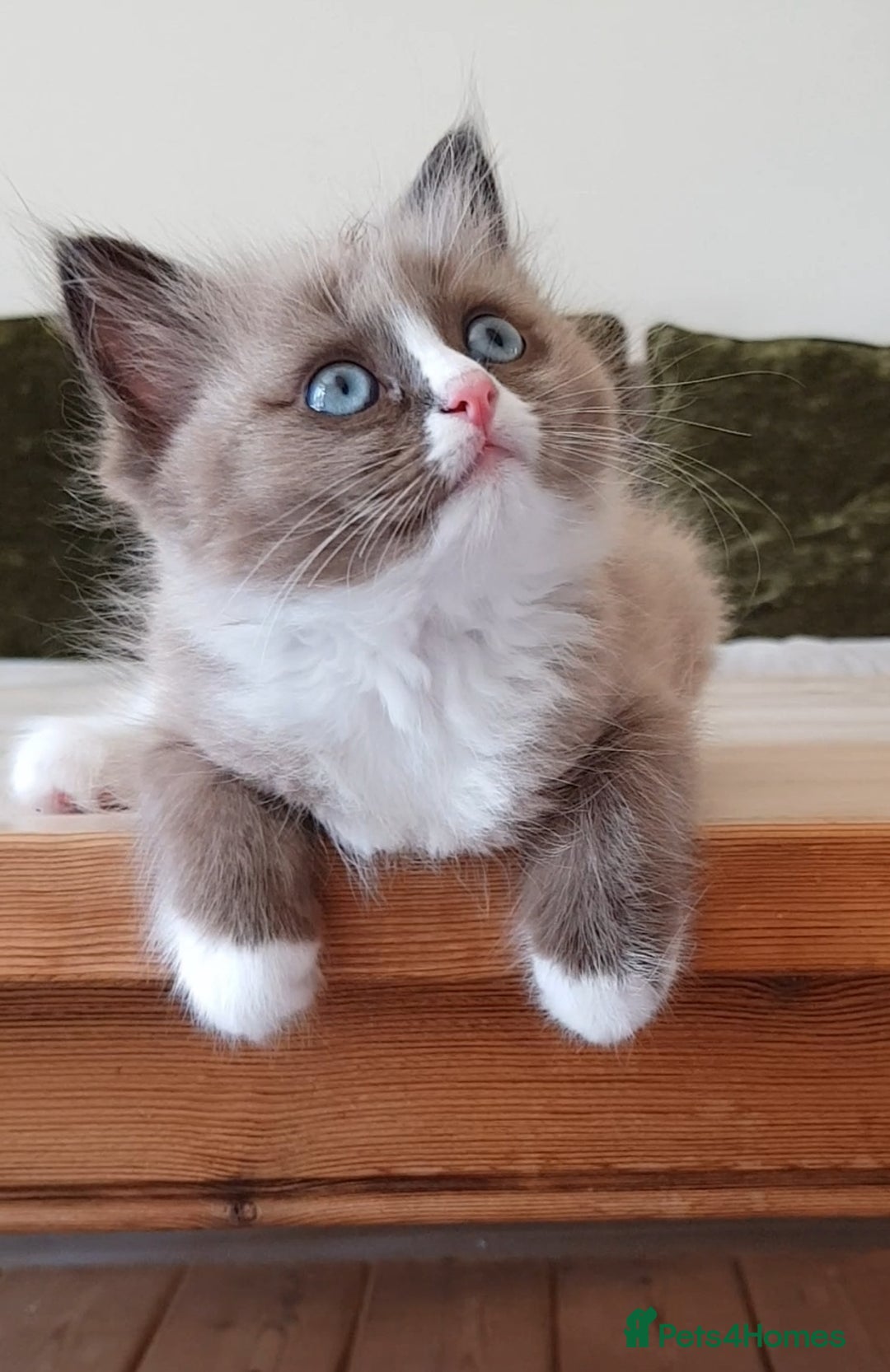 Ragdoll cats for sale: Stunning Seal Mink Mitted Female  - Image 2