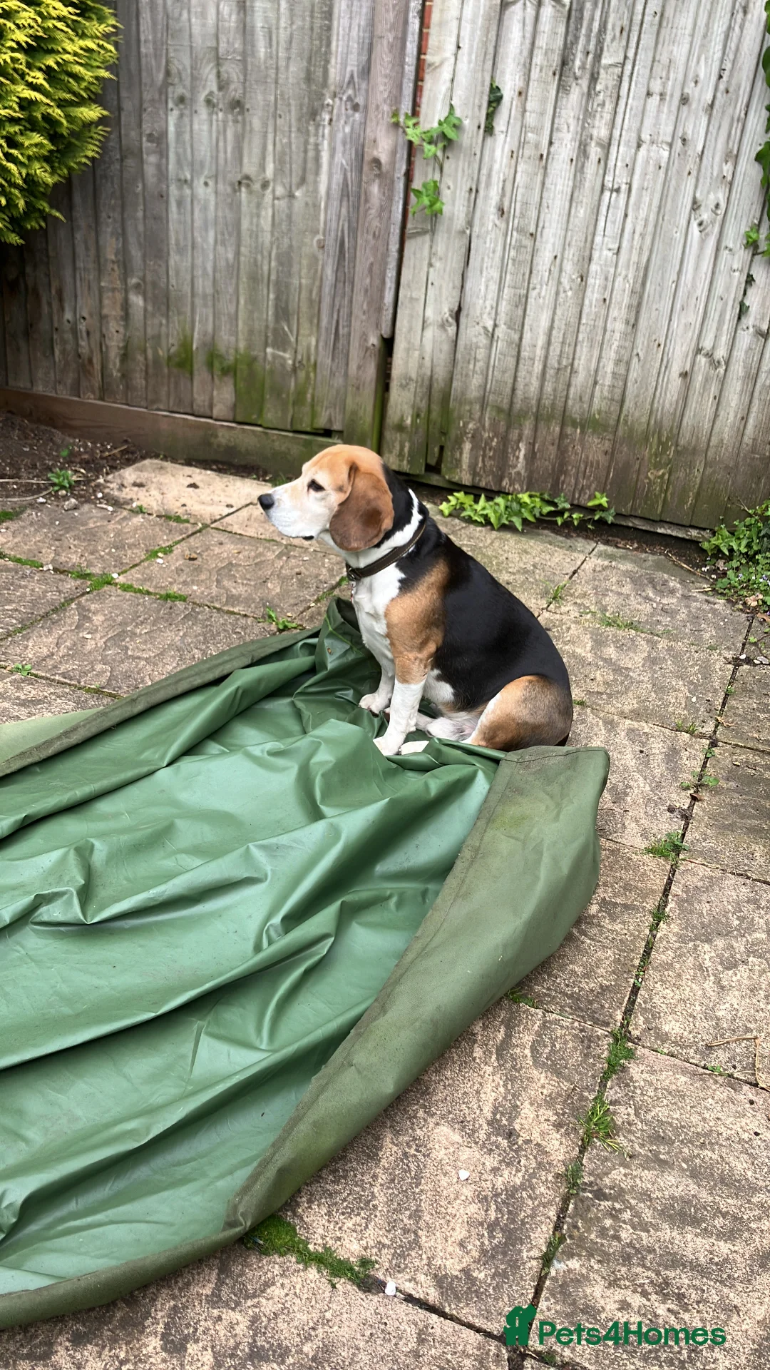 Beagle dogs for stud: Baxter wants a date - Advert 13