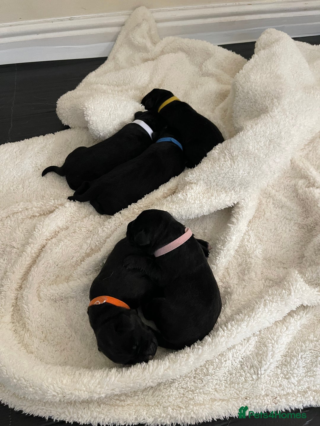Mixed Breed dogs for sale: river - Image 6