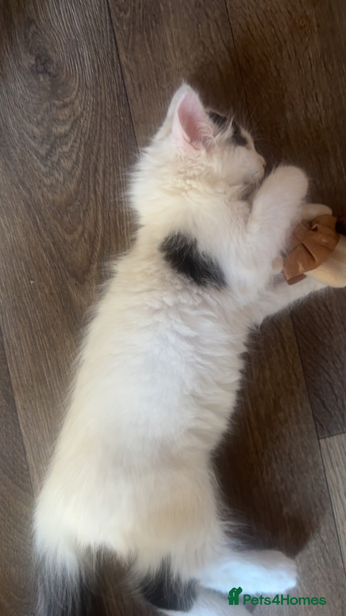 Mixed Breed cats Male white kitten  - Advert 1
