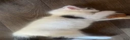 Mixed Breed cats for sale: Male white kitten  - Advert 1