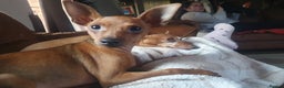 Miniature Pinscher dogs for sale: Miniature pinscher stag red boy  - Advert 2