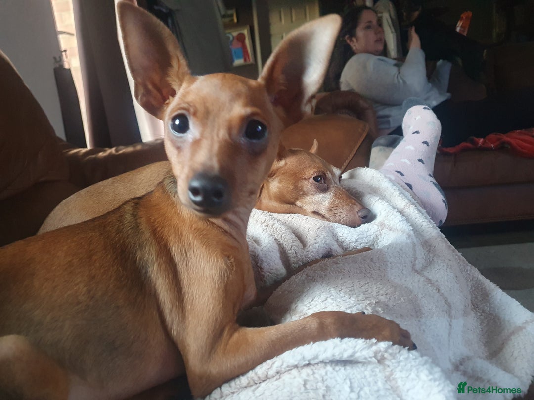 Miniature Pinscher dogs for sale: Miniature pinscher stag red boy  - Advert 2