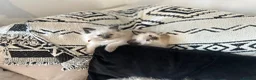 Ragdoll cats for sale: Ragdoll kittens  in Bridport - Advert 10