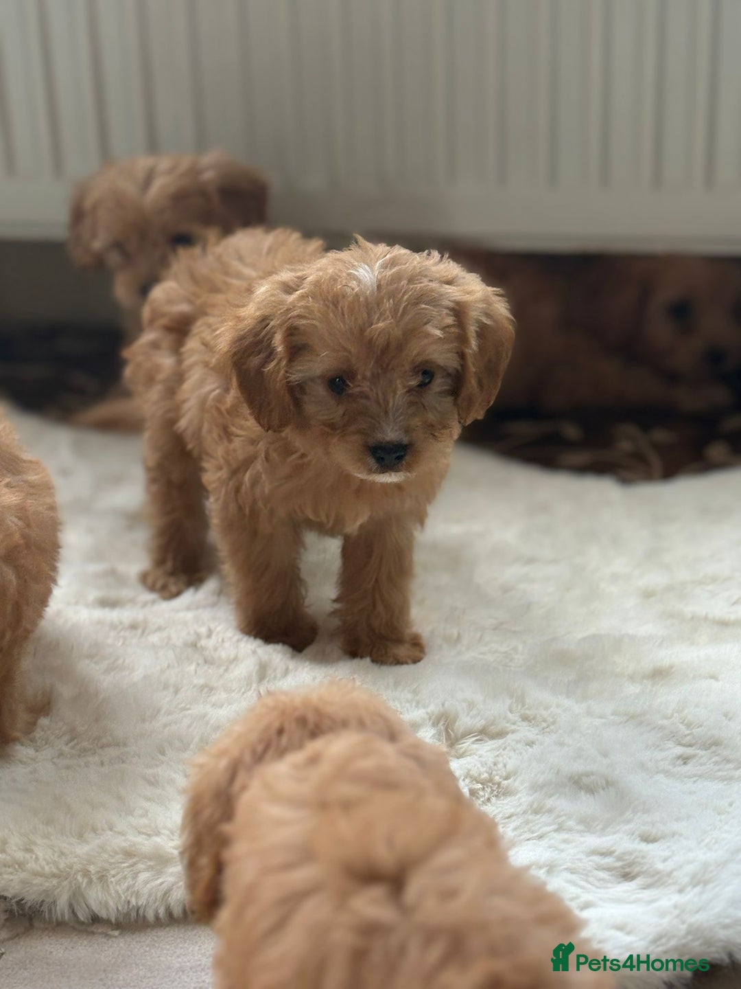 Cavapoo dogs for sale: Apricot Cavapoos - Image 11