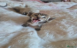Oriental cats for sale: 2 Oriental boys left ( sold ) - Image 11