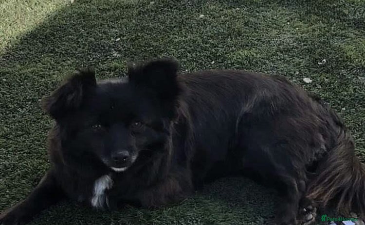 Chihuahua dogs Chihuahua for sale  - Advert 1