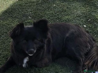 Chihuahua dogs Chihuahua for sale - Advert 5