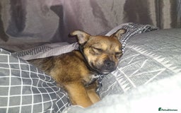 Mixed Breed dogs for sale: jack chi for sale - Image 3