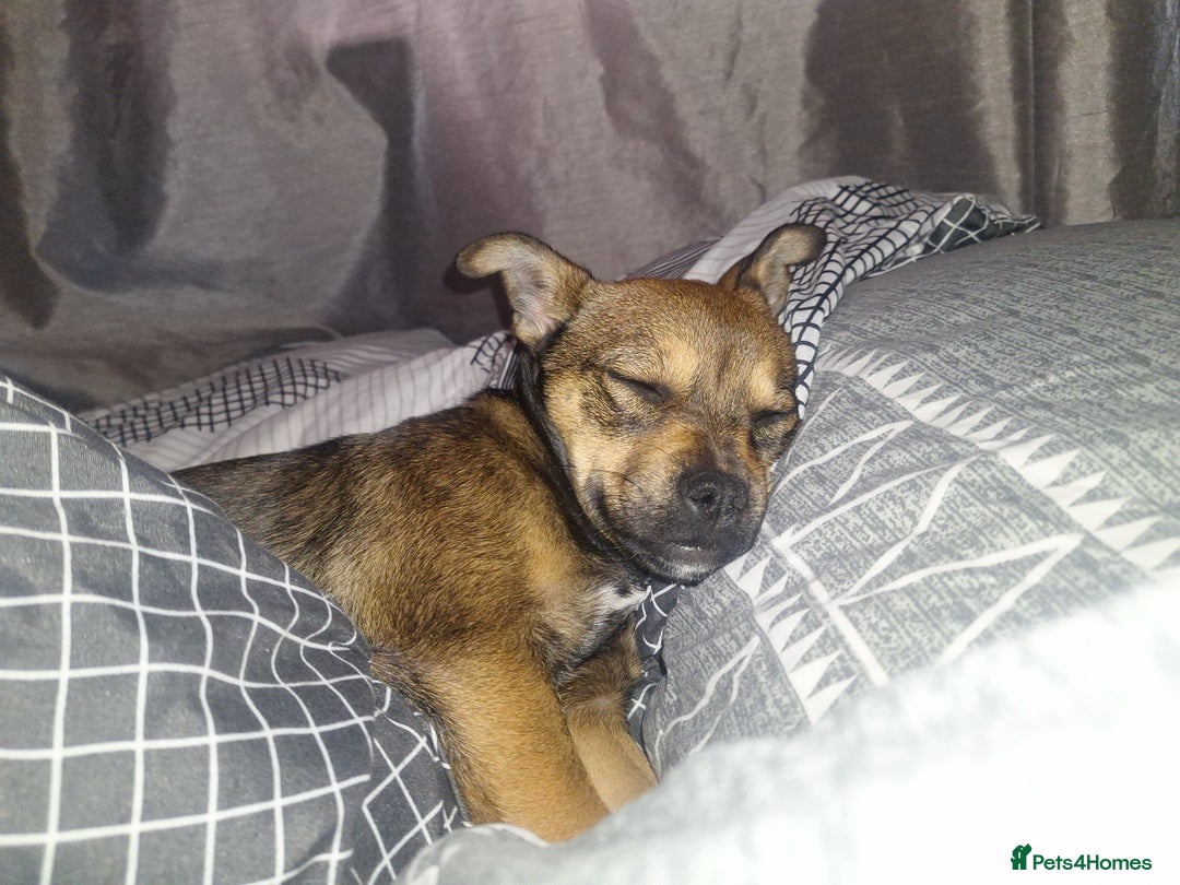 Mixed Breed dogs for sale: jack chi for sale - Image 3