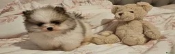 Pomeranian dogs for sale: Beautiful teddy bear pomeranian READY NOW!!! - Advert 6