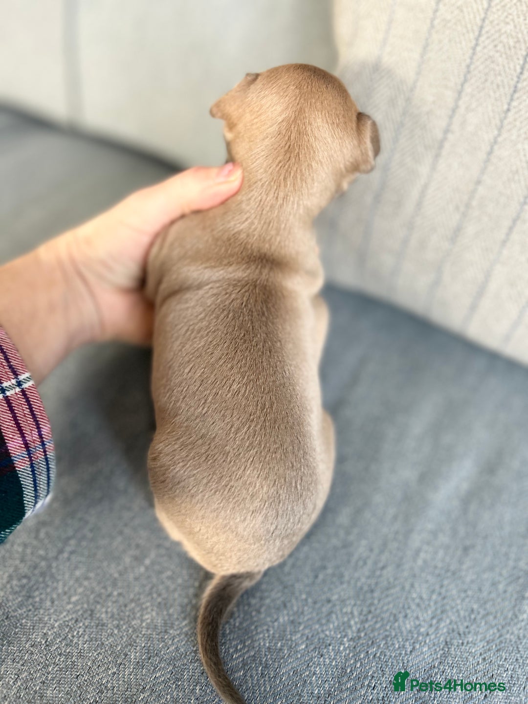 Italian Greyhound dogs for sale: 🐾Exceptional litter of KC Italian Greyhounds 🐾 - Advert 20