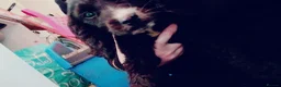 Cocker Spaniel dogs for sale: Last boy  - Advert 4