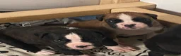 Boxer dogs for sale: Kc reg boxer pups bobtail and full tail  - Advert 17