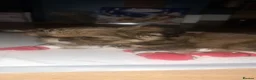 Shih Tzu dogs for sale: Family pet  - Advert 7