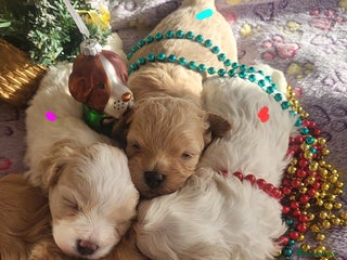 Maltipoo dogs Toy maltipoo puppies - Advert 11