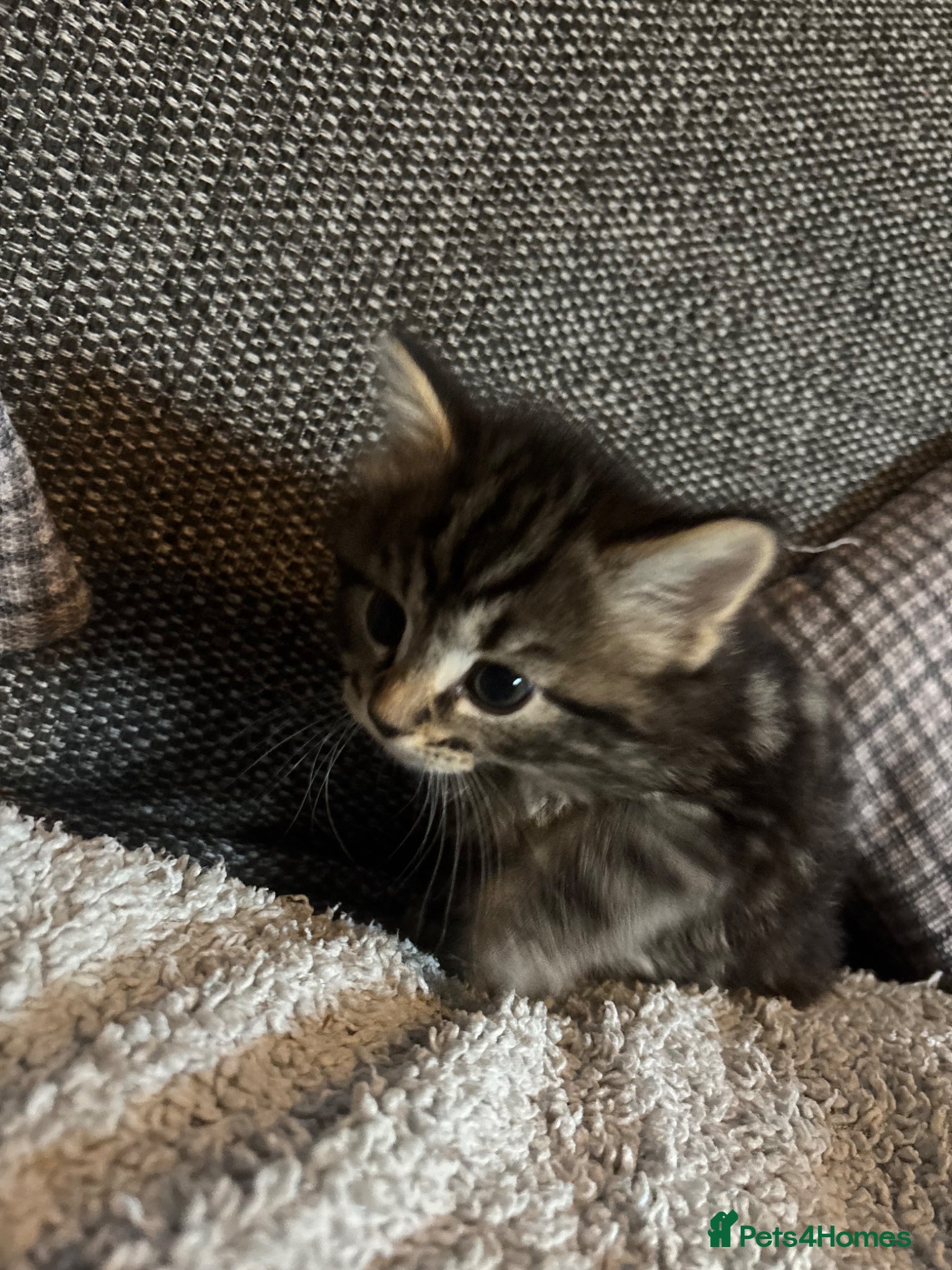 British Longhair cats for sale: Luna’s beautiful British longhair kittens 🐾🥰 in Bury Saint Edmunds - Advert 5