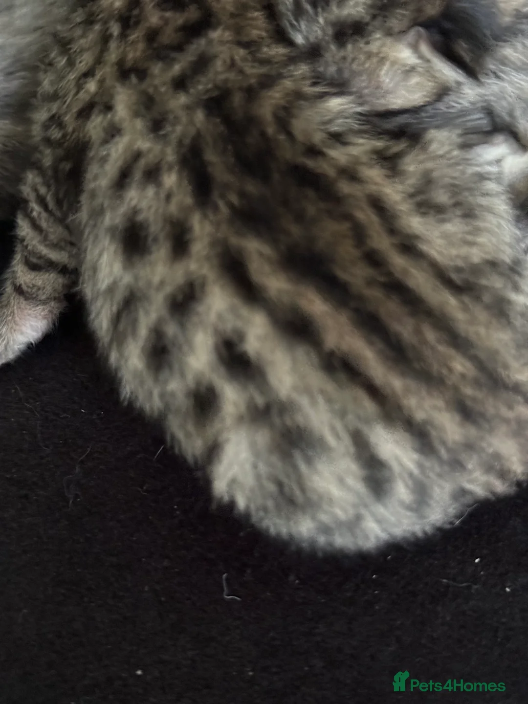 Savannah cats for sale: Striking savannah kittens silver & black/gold - Advert 11