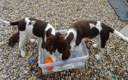 English Springer Spaniel dogs for sale: Two Gorgeous Boy English Springer Spaniel Puppies  - Image 36