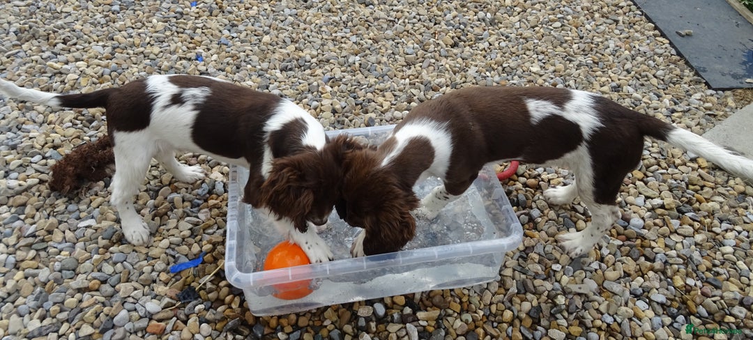 English Springer Spaniel dogs for sale: Two Gorgeous Boy English Springer Spaniel Puppies  - Image 36