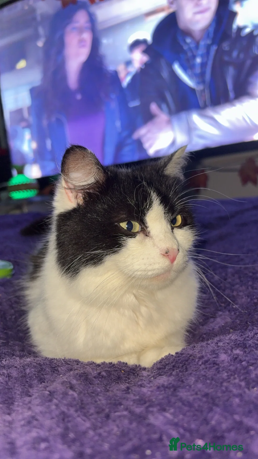 Domestic Shorthair cats for sale: Rescue cats- 60 in total, kittens/ adults🧡🙏 - Advert 16