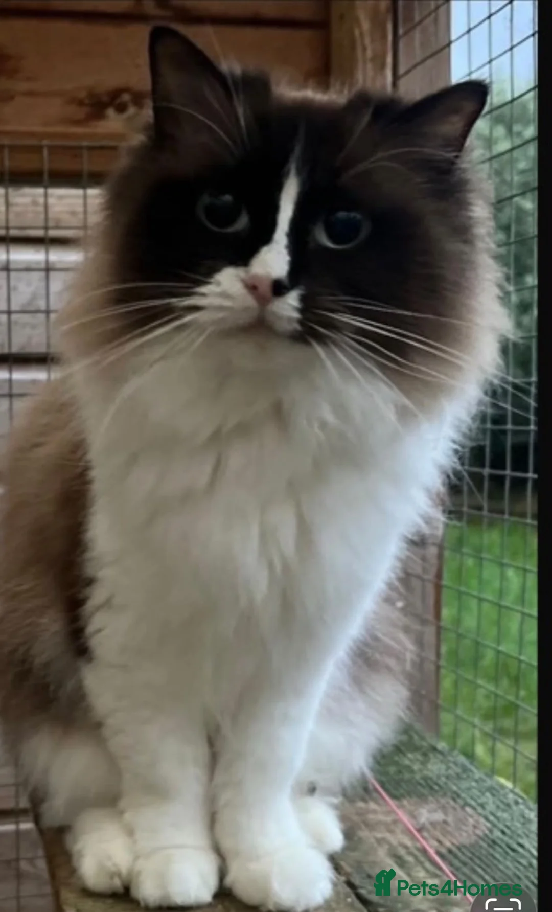 Ragdoll cats for sale: Exceptional tica mink mitted female  - Advert 5