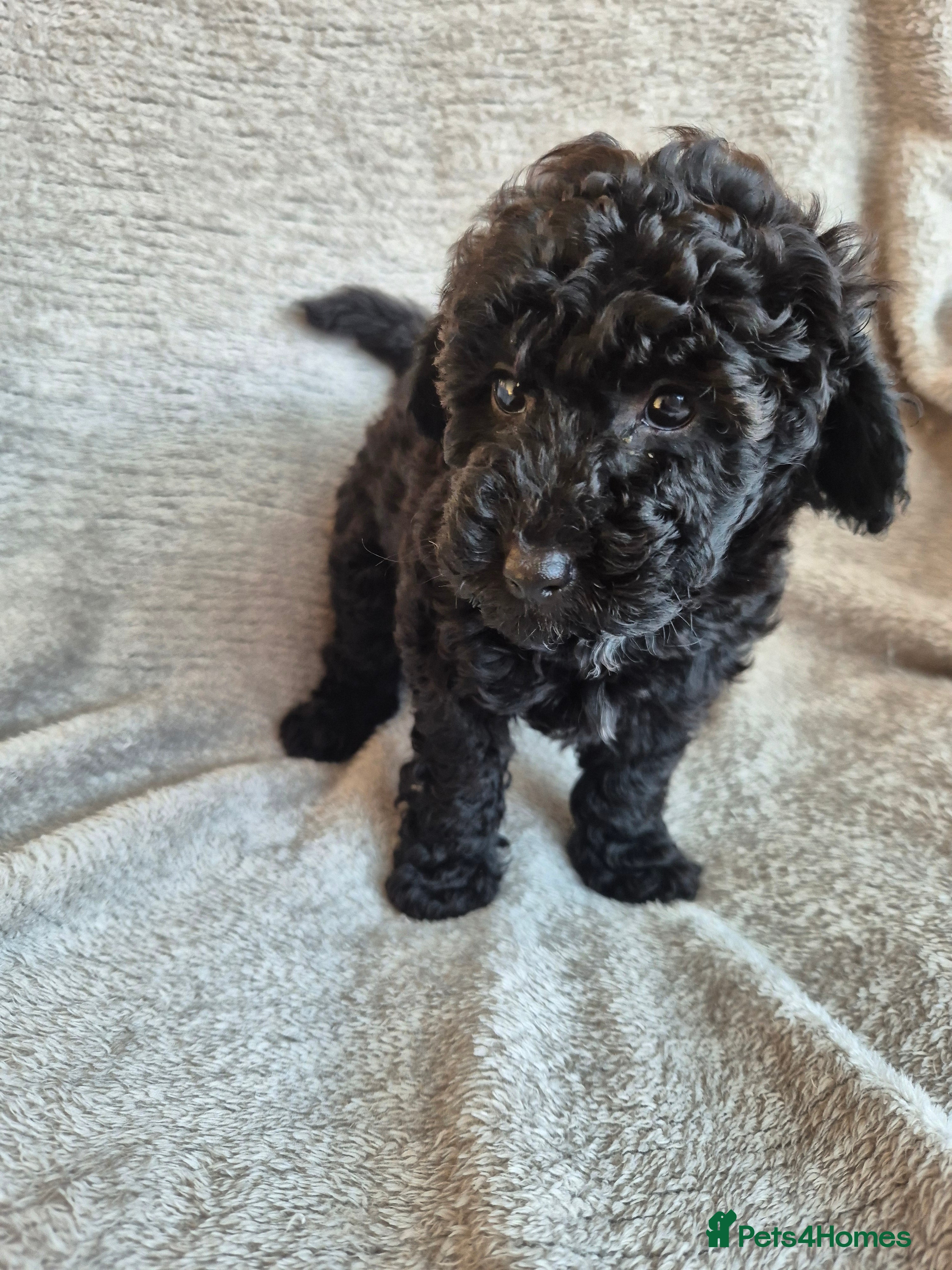 Miniature Poodle dogs Ready now! Only 1 beautiful girl left - Advert 2