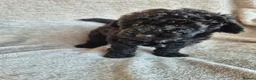 Miniature Poodle dogs for sale: Ready now! Only 2 girls left  - Advert 33