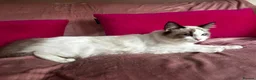 Ragdoll cats for sale: GCCF Registered Active Female - Advert 9