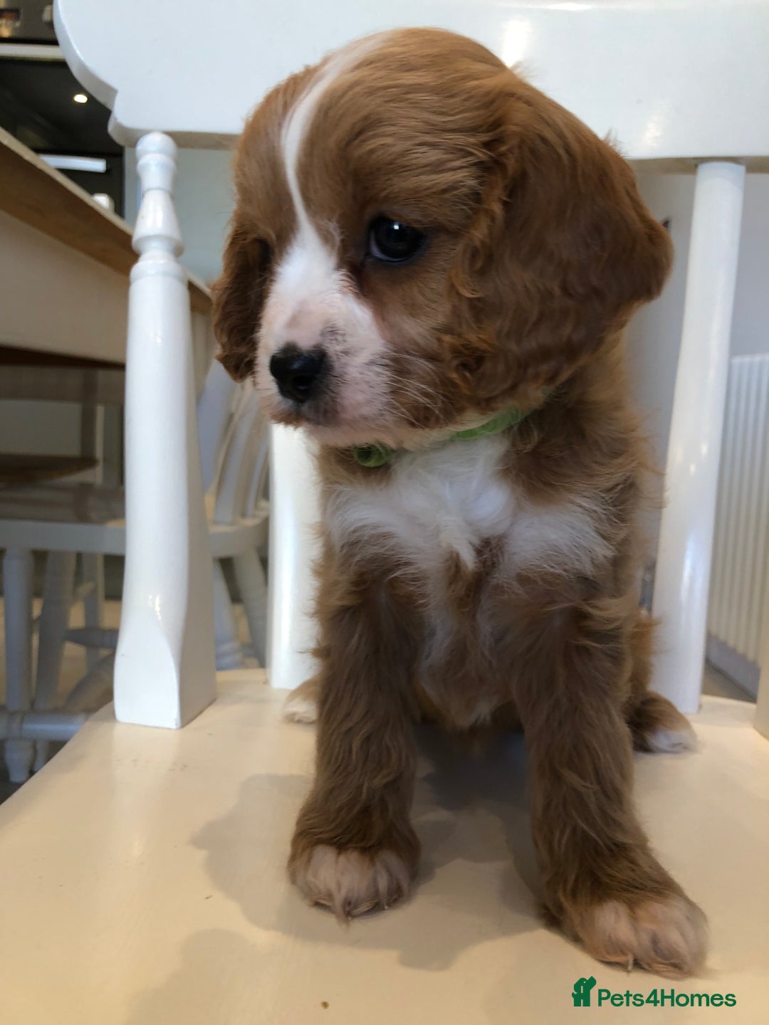 Cavapoo dogs for sale: Adorable Cavapoo Puppies  - Advert 19
