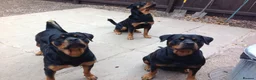Rottweiler dogs for sale: Rottweiler pupps for sale  - Advert 3