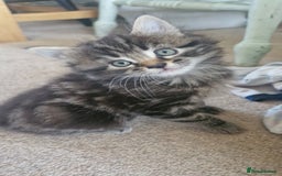 Mixed Breed cats for sale: 🐾✨️Fluffy Tabby and Littermates - Image 1