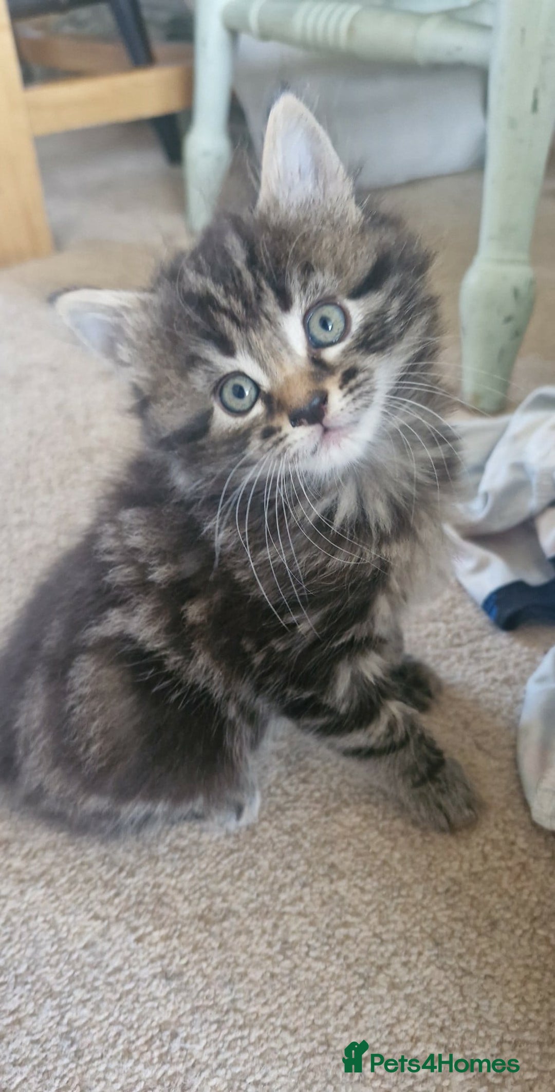 Mixed Breed cats for sale: 🐾✨️Fluffy Tabby and Littermates - Image 1