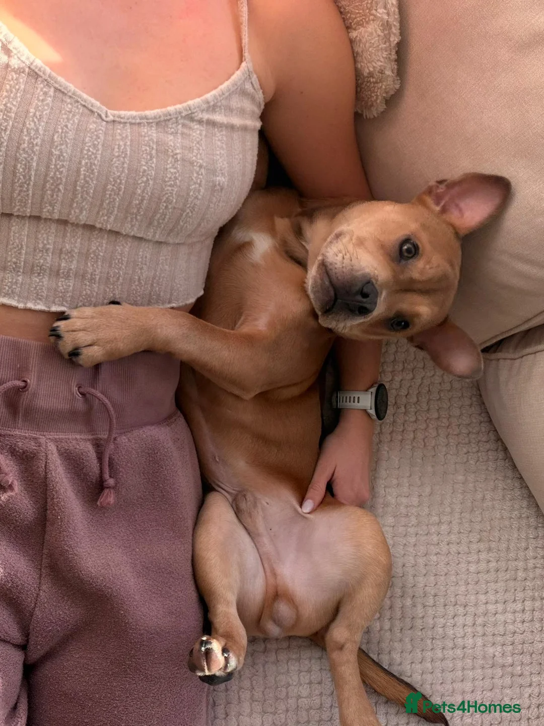 Mixed Breed dogs for sale: Frenchie Staffy mix - Advert 7