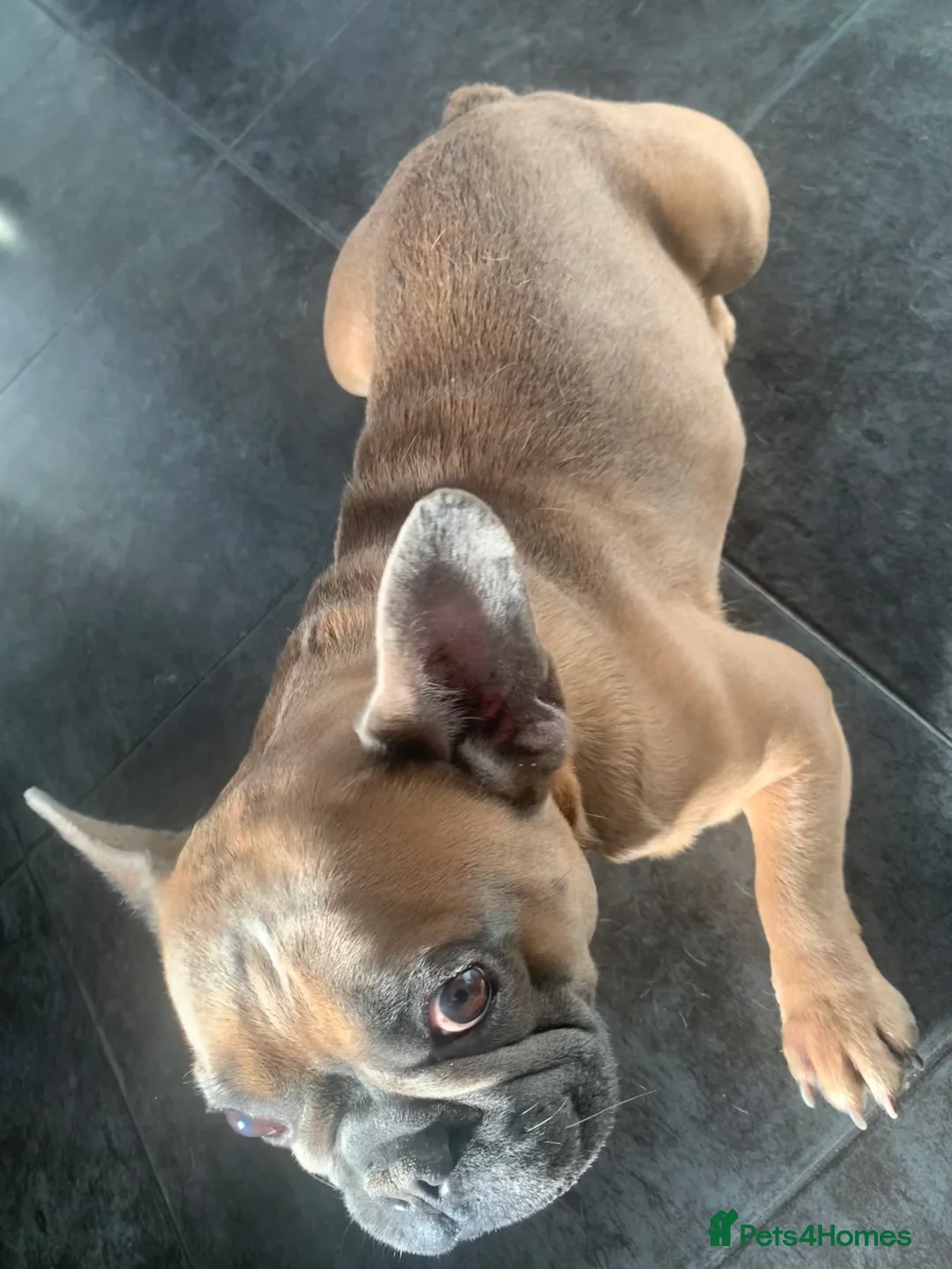 French Bulldog dogs for sale: Looking for a new home - Advert 7