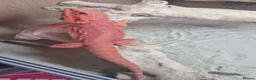 Bearded Dragon reptiles for sale: Red Bearded dragon full setup in Southampton - Advert 3