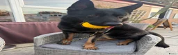 German Shepherd dogs for sale: Professionally trained german shepherd  - Advert 3