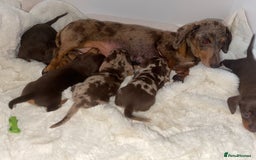 Miniature Dachshund dogs for sale: Miniature dachshund puppies - Image 12