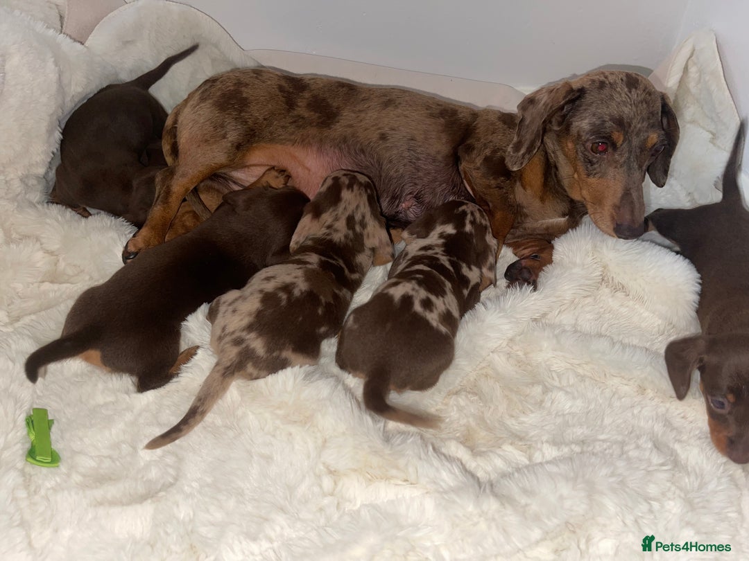 Miniature Dachshund dogs for sale: Miniature dachshund puppies - Image 12