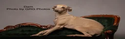 Italian Greyhound dogs for sale: Health tested KC reg Italian Greyhound Puppies  - Advert 20