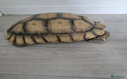 Tortoise reptiles for sale: Sulcata Tortoise Extremely Healthy - Image 2
