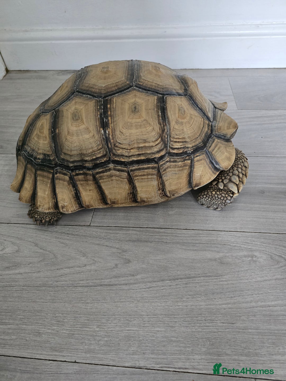 Tortoise reptiles for sale: Sulcata Tortoise Extremely Healthy - Image 2