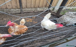 Chickens poultry for sale: Hybrid chicken egg layers  - Image 2