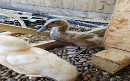 Ducks poultry for sale: 2 Muscovy ducks and 1 Indian runner duck - Advert 10