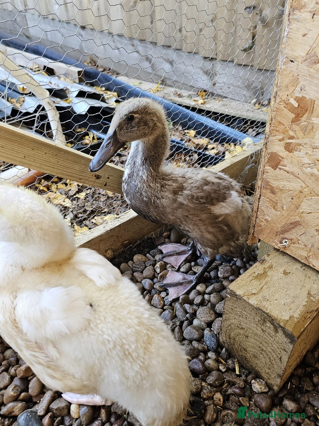 Ducks poultry for sale: 2 Muscovy ducks and 1 Indian runner duck - Advert 10