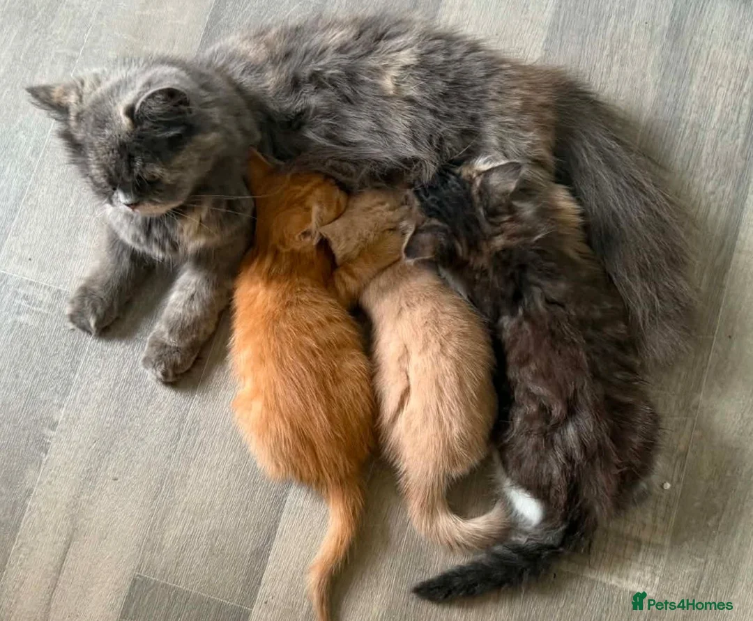 Persian cats for sale: Persian mix kittens  - Advert 14