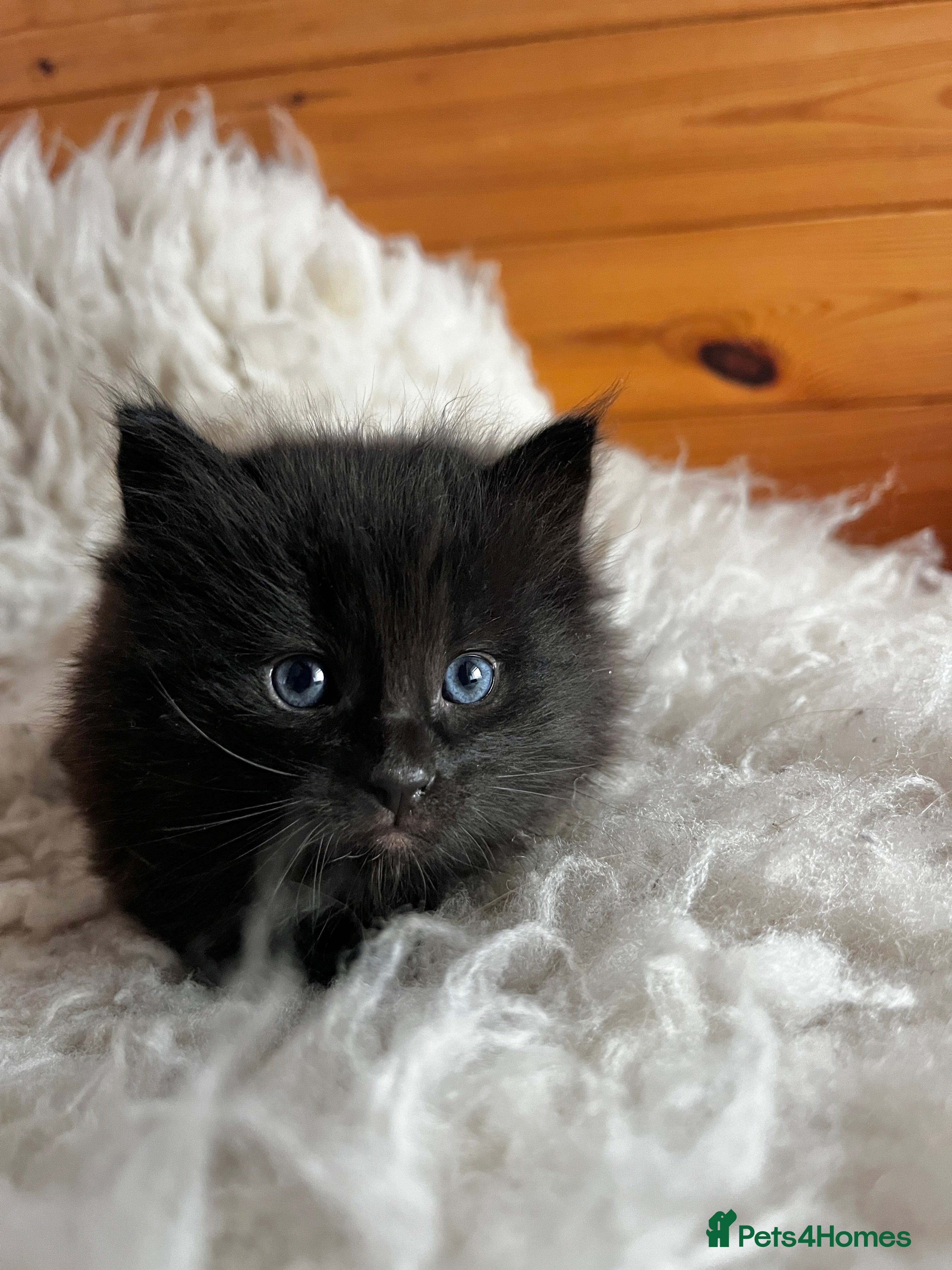 Ragdoll cats Rag Doll Kittens. - Advert 4